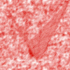 red11.gif